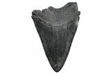 Fossil Megalodon Tooth - South Carolina #236265-1